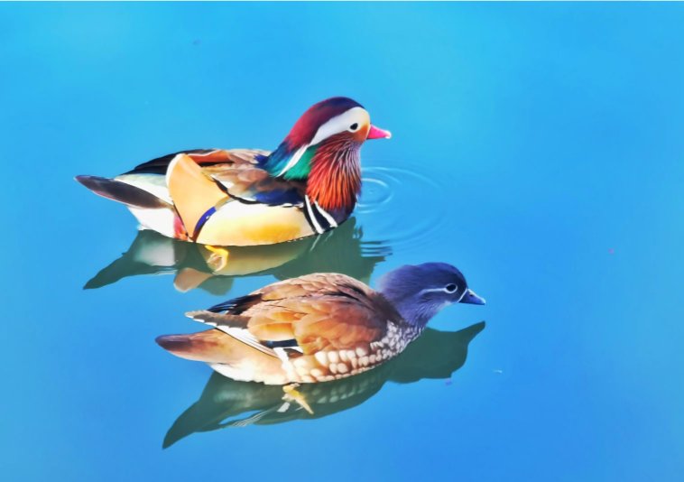 鸳鸯戏水什么意思