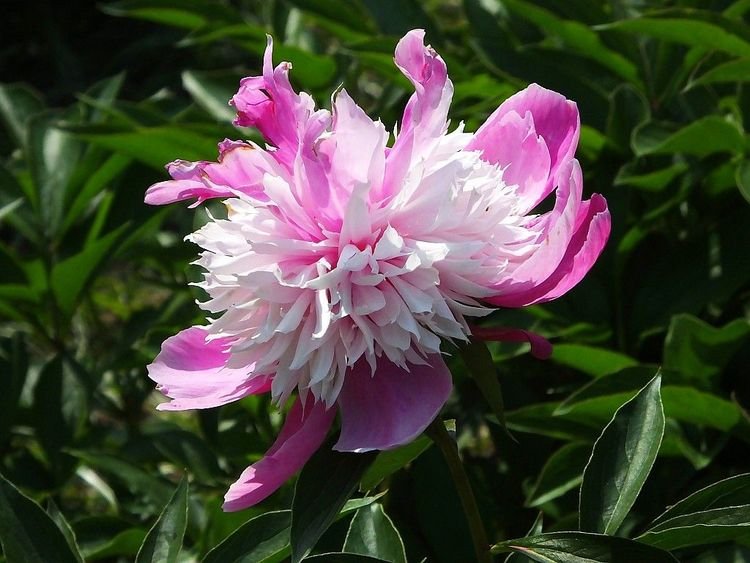 芍药为什么叫鬼花?