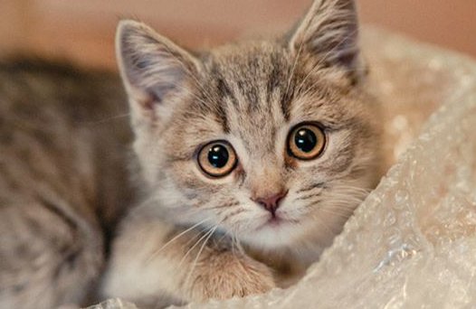 猫在五行中属什么的?