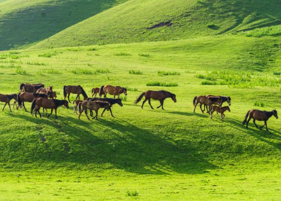 老舍写的《草原》主要内容是什么呀？可以告诉我吗?