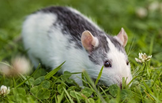 笨头笨脑它排第一,春夏秋冬轮流转是什么生肖