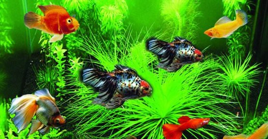 乐字开头的歌词