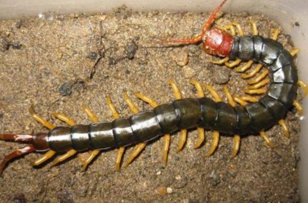 雷公虫最怕什么