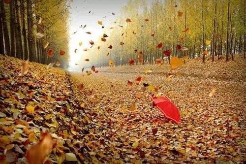 赞美师傅的经典语句