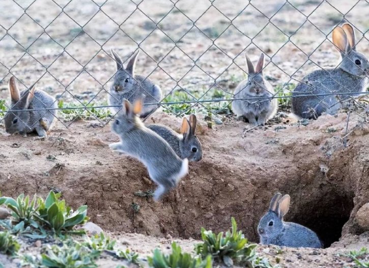 10只兔子的真相是什么?