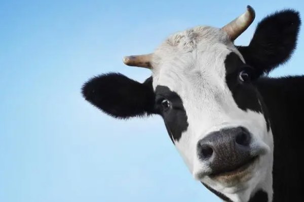 二五过关九轨步,一言九鼎称君王是什么生肖