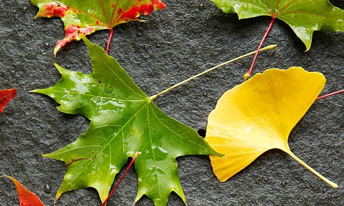 八月八号是什么日子