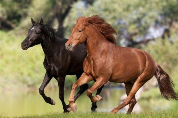 闷声不响比喻什么生肖