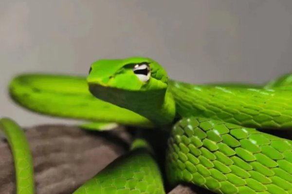 嘴多舌长打一生肖动物