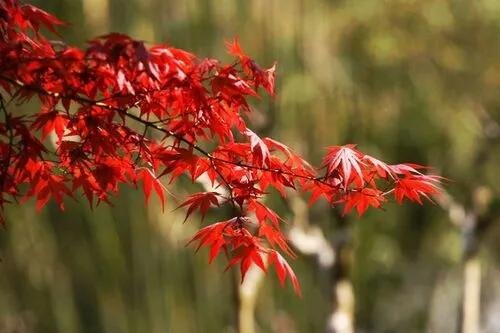 左岸春风一语断蓝谜语