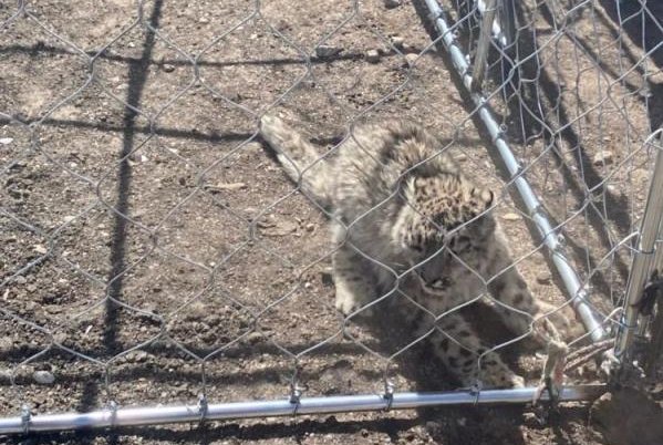 3只雪豹咬死咬伤39只羊4头牛，这样的损失该如何处理？