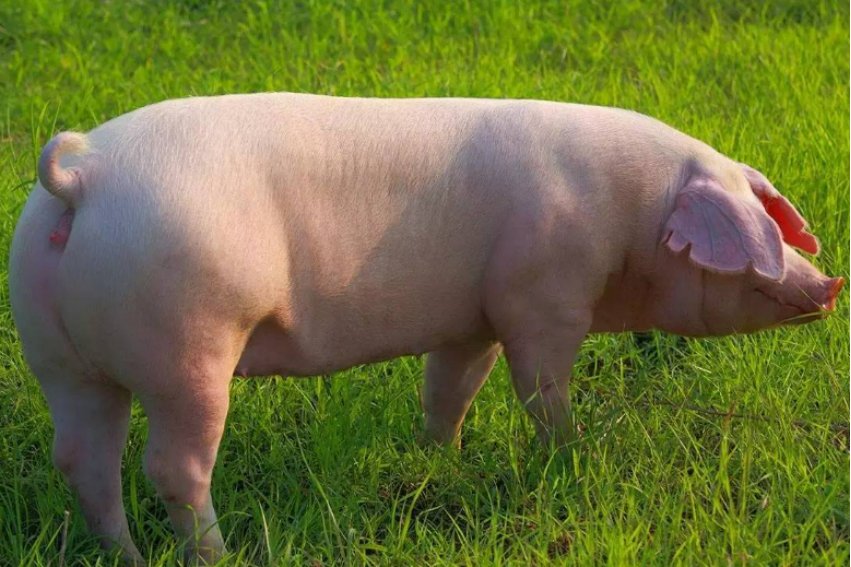 膀大腰圆,打一生肖