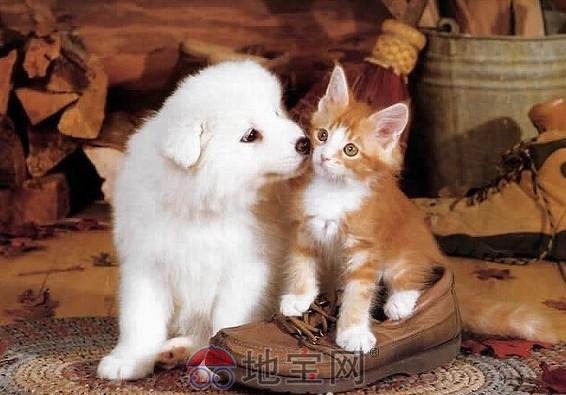 甜蜜猫猫的内容简介