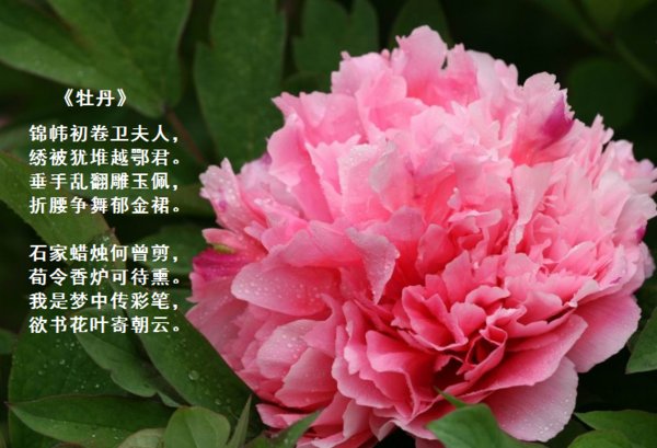 我是梦中传彩笔欲书花叶寄朝云是什么意思