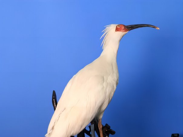 日本的国宝是什么