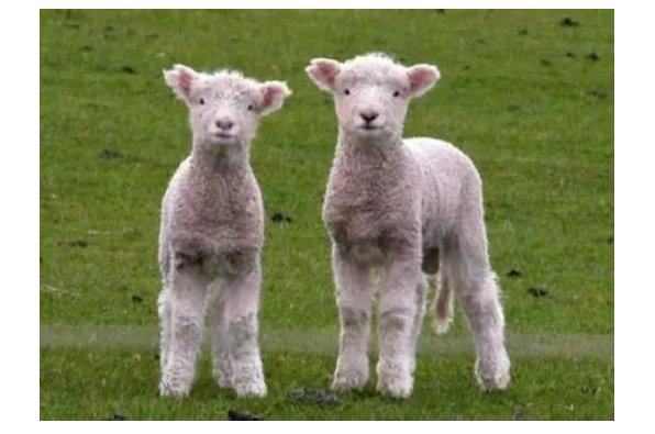 爱礼存羊的现实意义