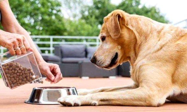 狗狗突然食欲大增是什么原因