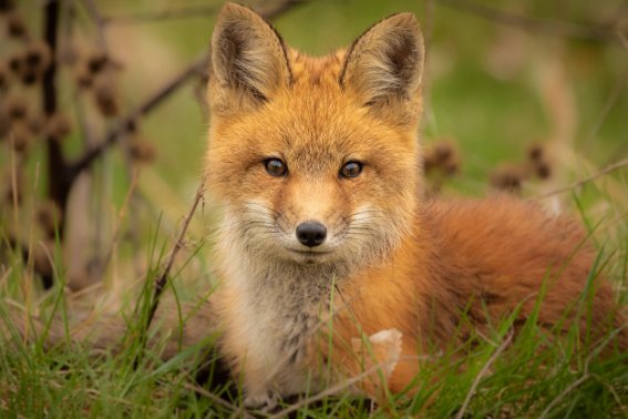 屋下盖屋比喻什么动物