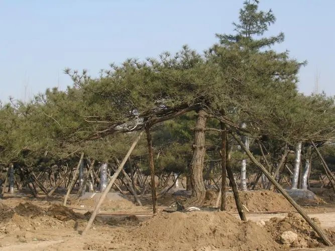 绿化苗木移栽时可以不用树木修剪，真的是这样吗？