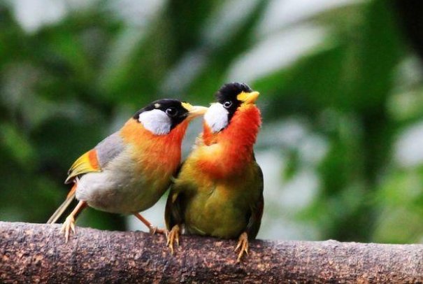 有趣的动物植物现象有哪些？