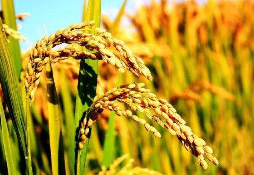 袁隆平杂交水稻中，野败有什麼意义？