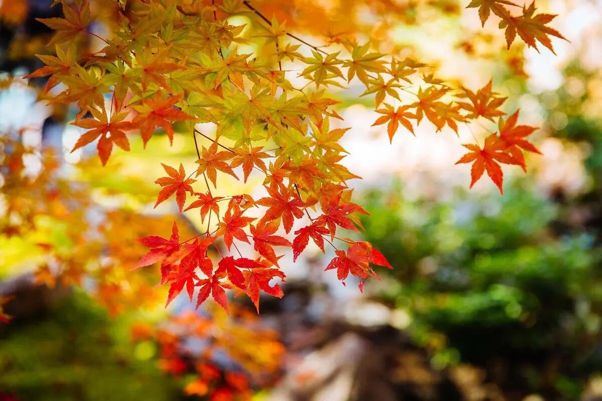 左岸春风一语断蓝谜语