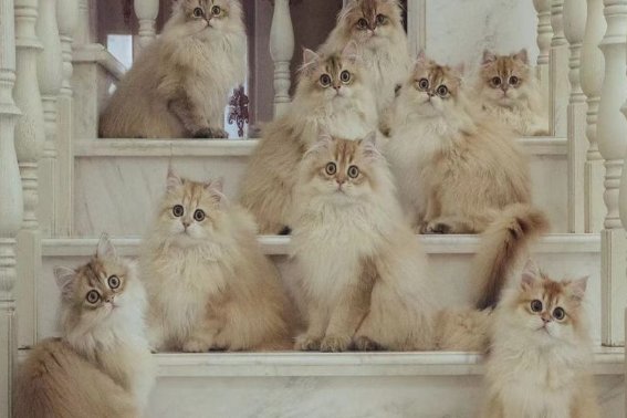 琪琪格是什么意思啊