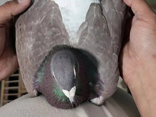 唐山阳光国际赛鸽公棚小棚入棚清单