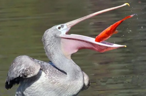穿花蛱蝶深深见点水蜻蜓款款飞是动物的什么行为