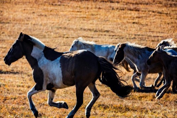 俯仰之间指什么动物和生肖