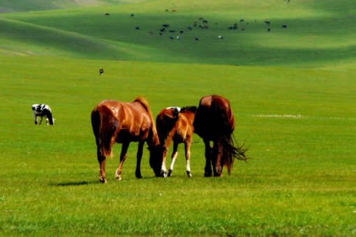 在天底下一碧千里，而并不茫茫四面都有小丘，平地是绿的小丘，也是绿的羊群，一会儿上了小丘一会儿下来？