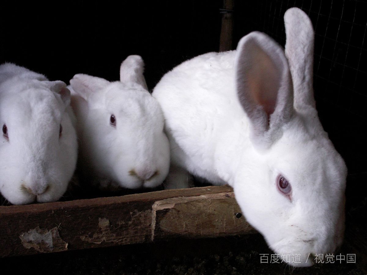 鸡兔同笼,有15个头,30只脚,鸡和兔各有多少只,列方程？