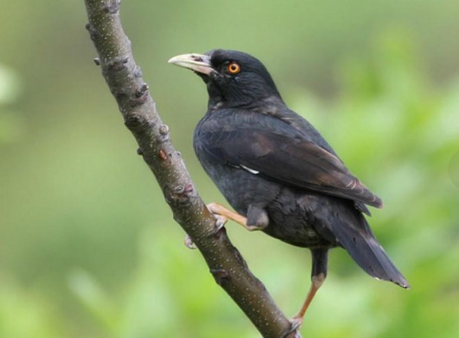 八哥养多久可以放飞训练？