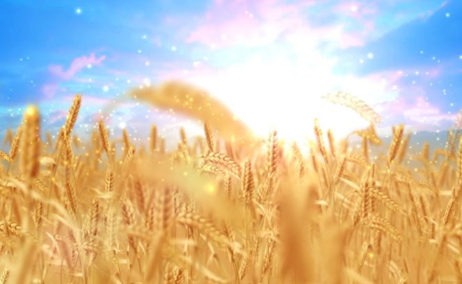 金色麦浪的寓意