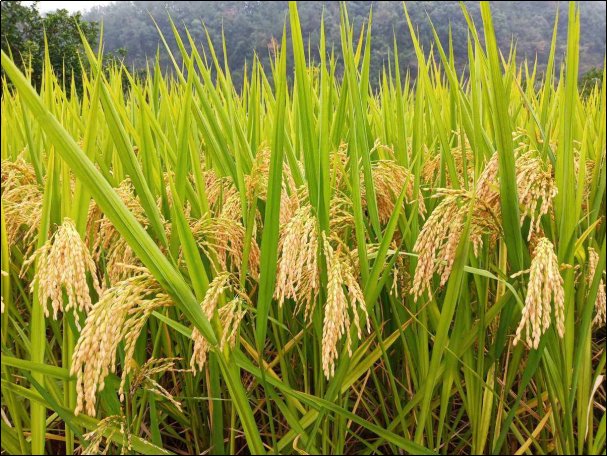 北方水稻一年几熟