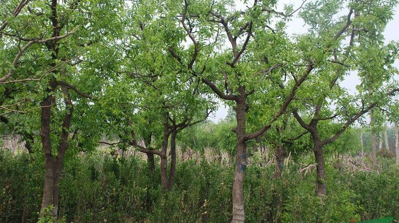 李的拼音怎么读