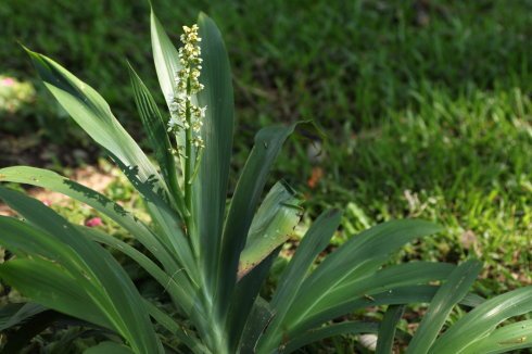 当四叶草碰上剑尖时的剧情简介