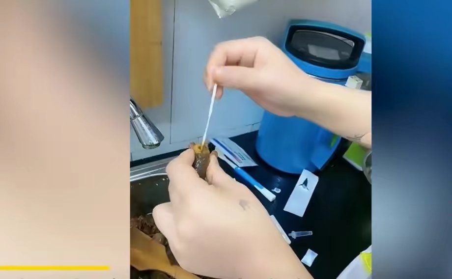 上海一女子做龙虾吃,给龙虾做抗原检测,此举是否真的有必要?