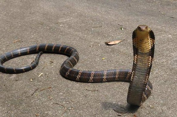 王蛇为什么不怕毒蛇