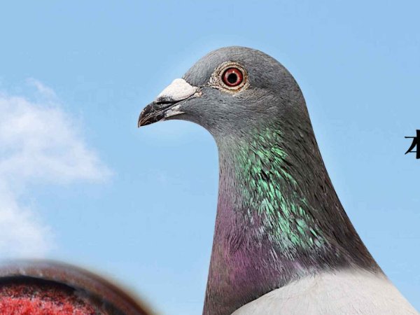 唐山阳光国际赛鸽公棚小棚入棚清单