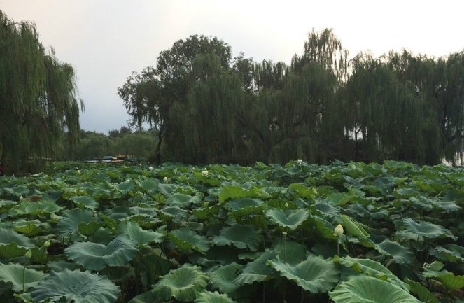 初夏、仲夏、盛夏的时节分别是____?