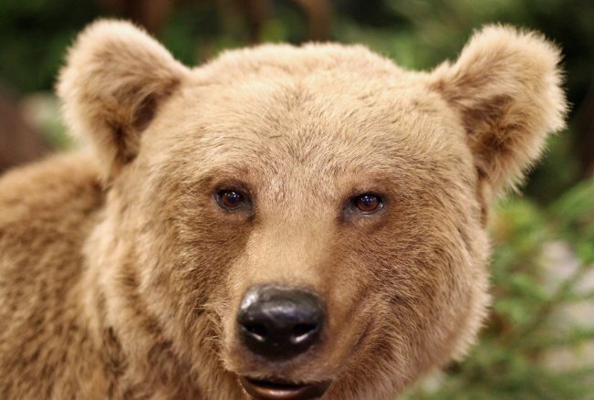 鼓造句二年级上册语文