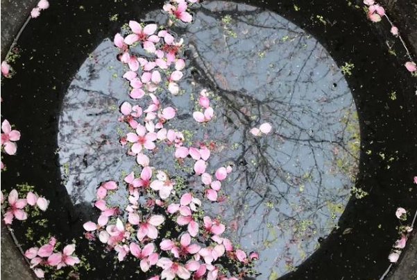 惜春长怕花开早,何况落红无数的意思