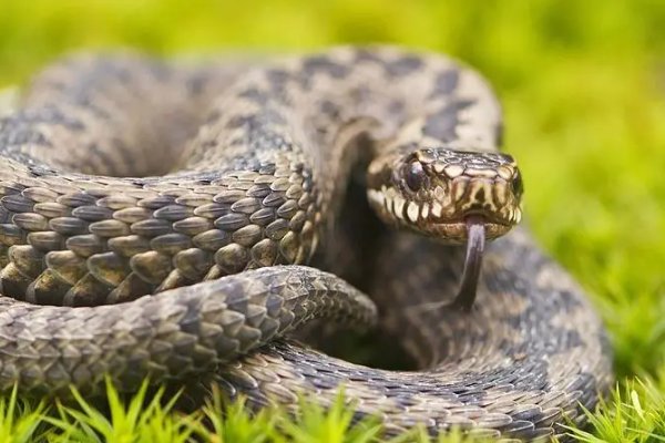 嘴多舌长打一生肖动物