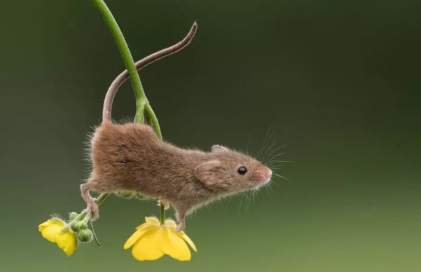 笨头笨脑它排第一,春夏秋冬轮流转是什么生肖