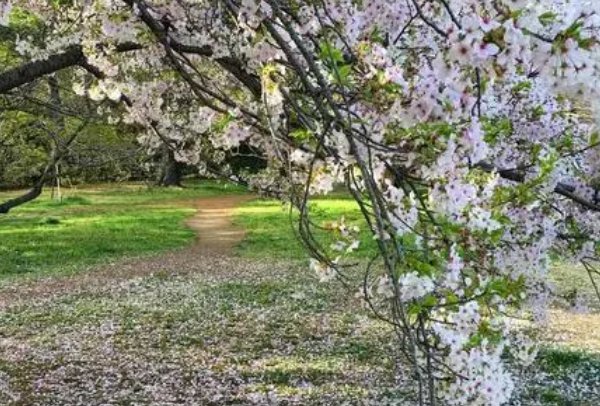 惜春长怕花开早,何况落红无数的意思