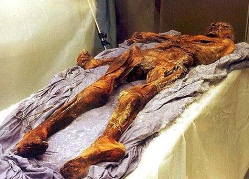 特灵娜为什么不会腐烂？