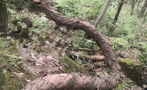 在陕西秦岭发现百岁野生猕猴桃树王，这棵树长成了什么模样？