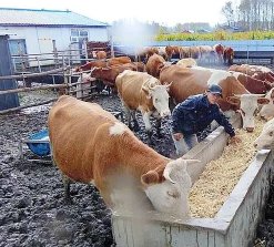 黑龙江一养殖户家中二十多头牛接连死亡，目前有哪些线索？