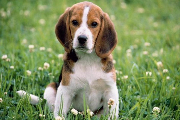 小狗学叫第三种结局简单续写